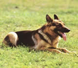 Adestramento de cães em Mogi Mirim
